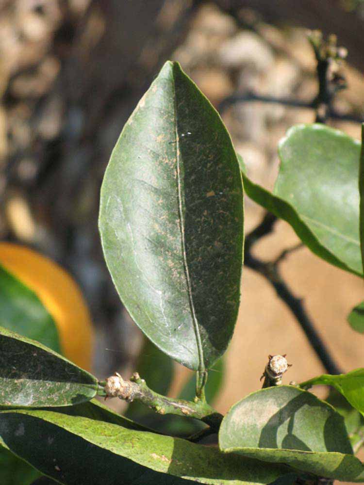              Unifoliolate leaf (Riverside, CA)       